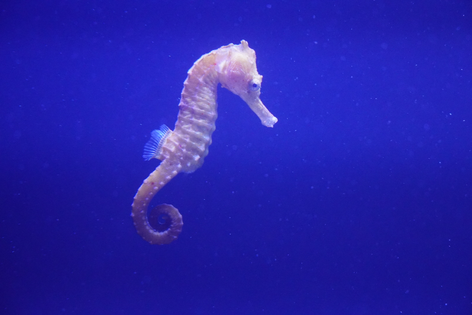 Seahorse ID