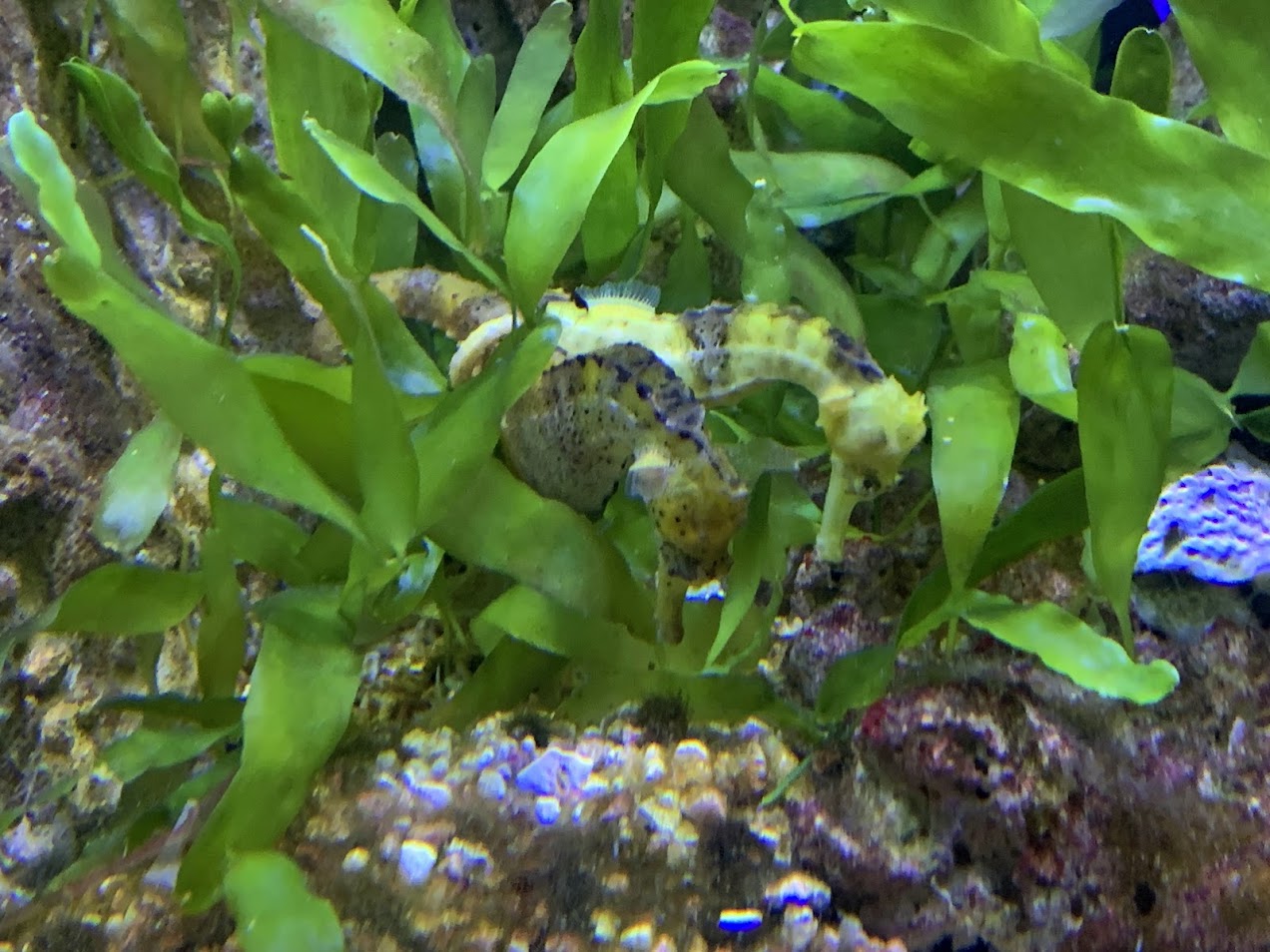 Seahorse ID?