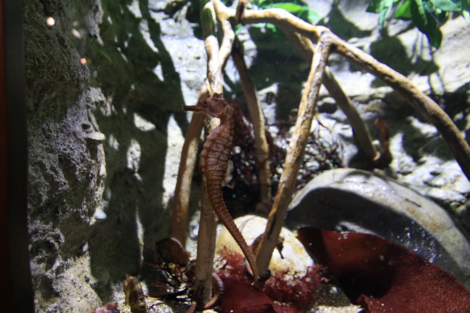 Seahorse (June 2019)