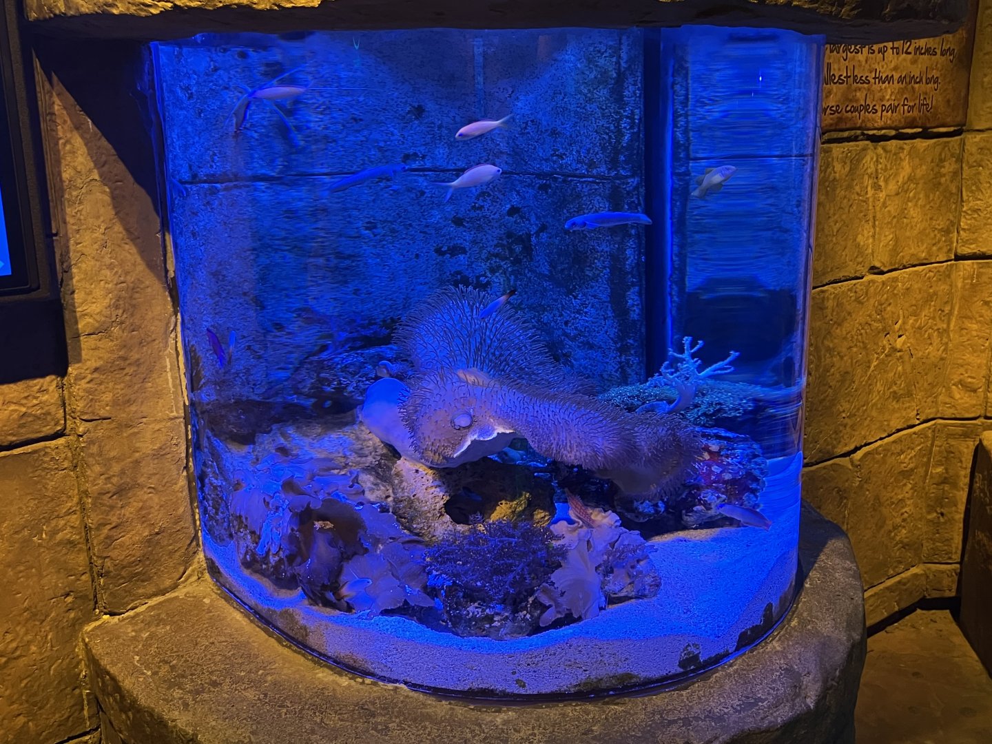 Seahorse Kingdom - Exhibit #1