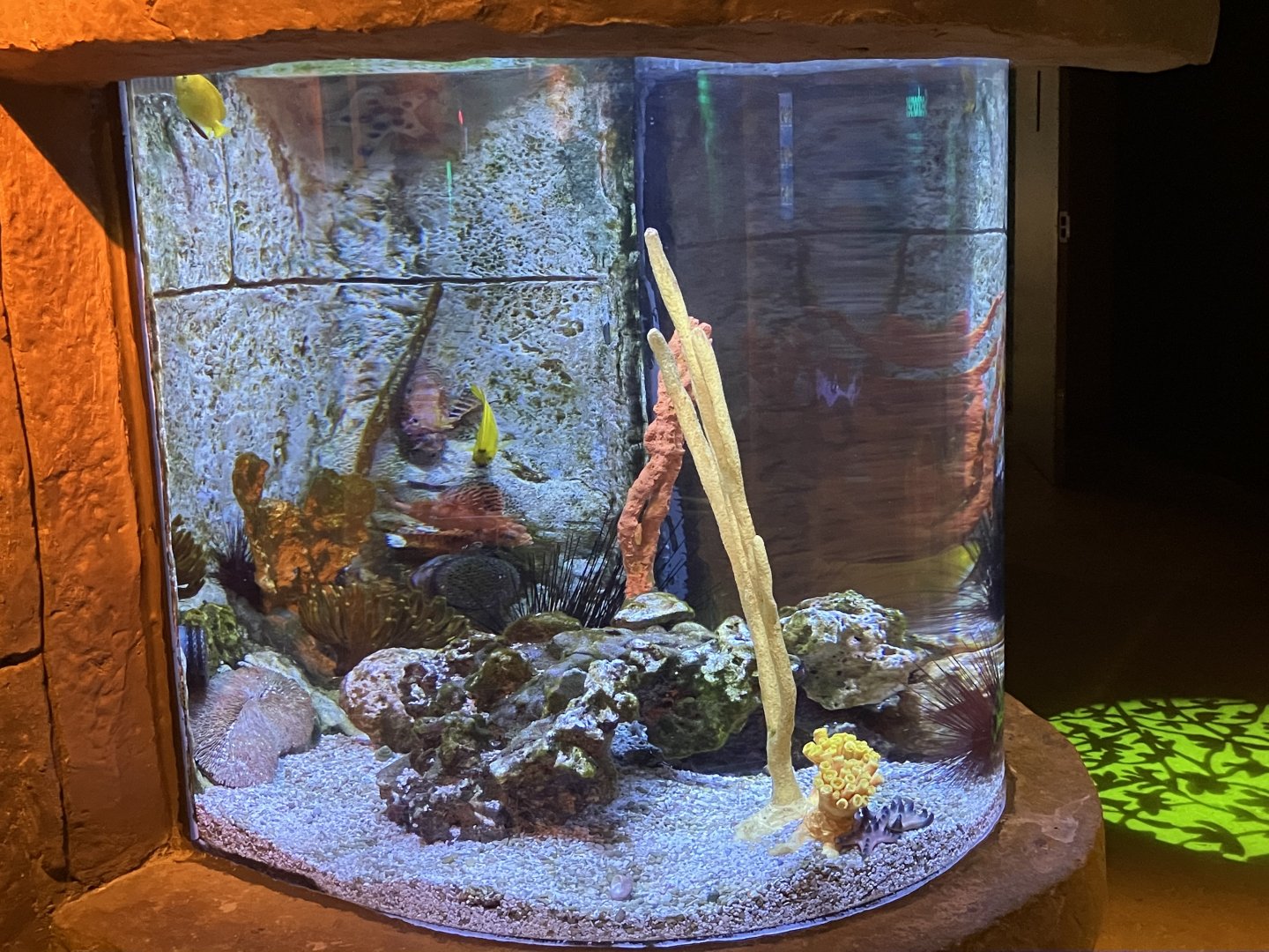 Seahorse Kingdom - Exhibit #2