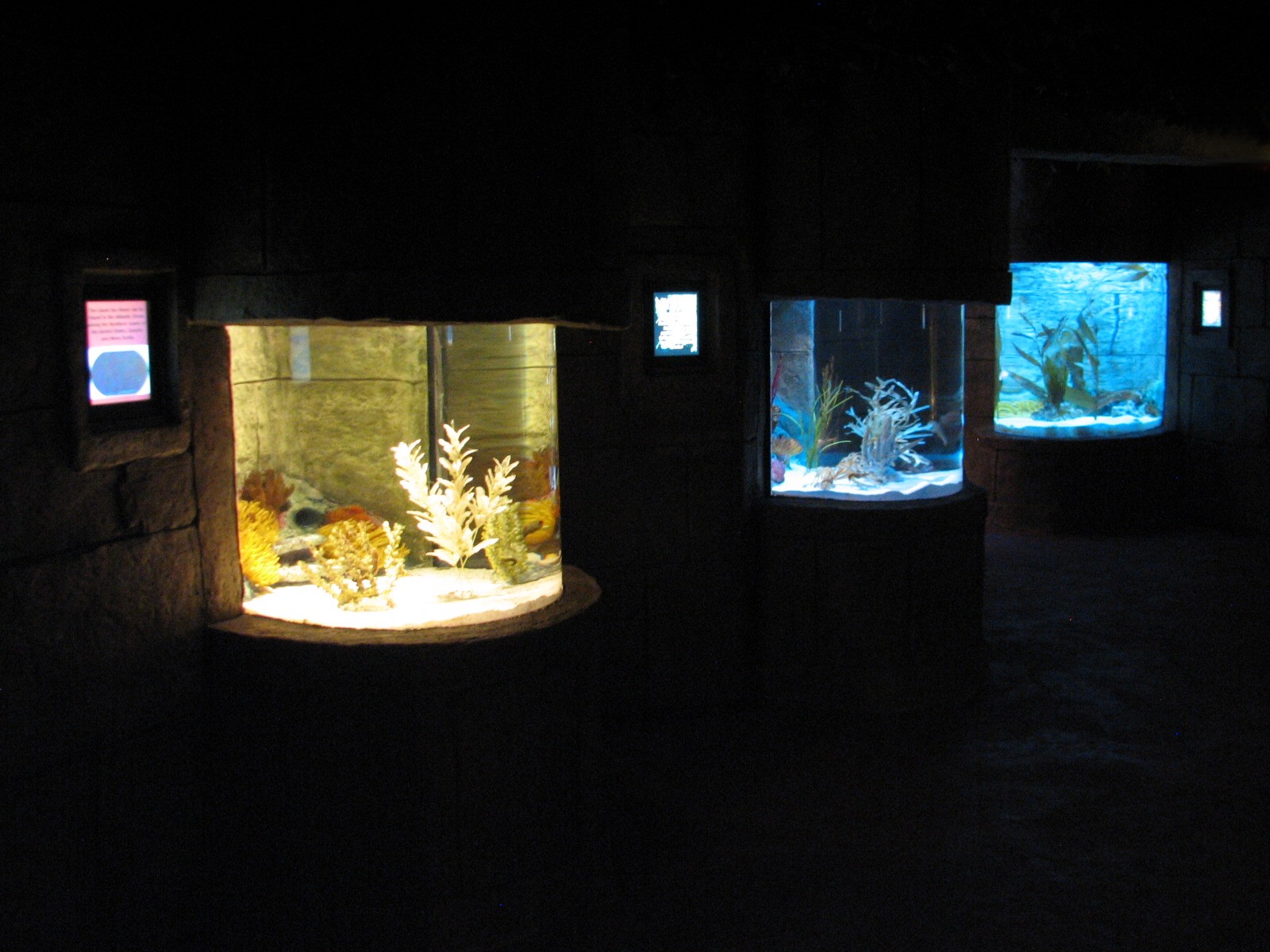 Seahorse Kingdom - Lined, Sea Pony, and Potbelly Sea Horse Exhibits