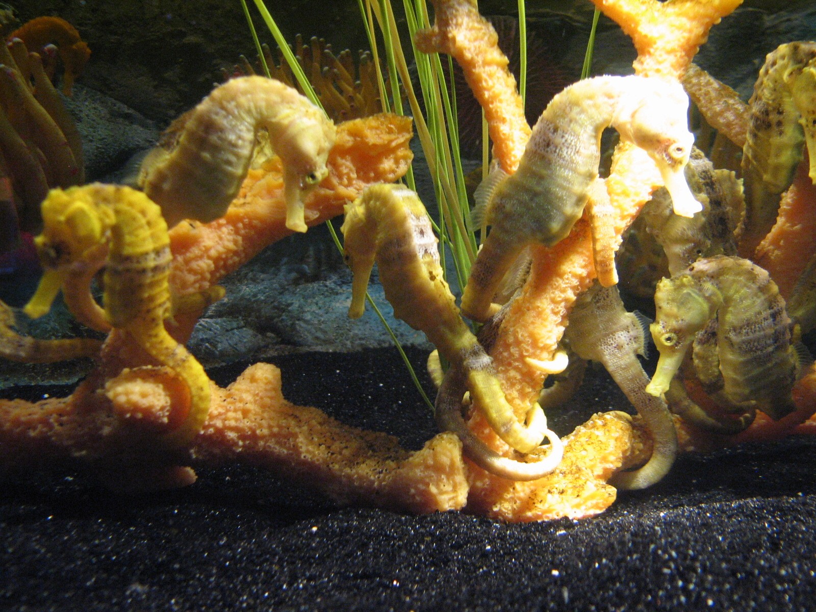 Seahorse Kingdom - Longsnout Sea Horse