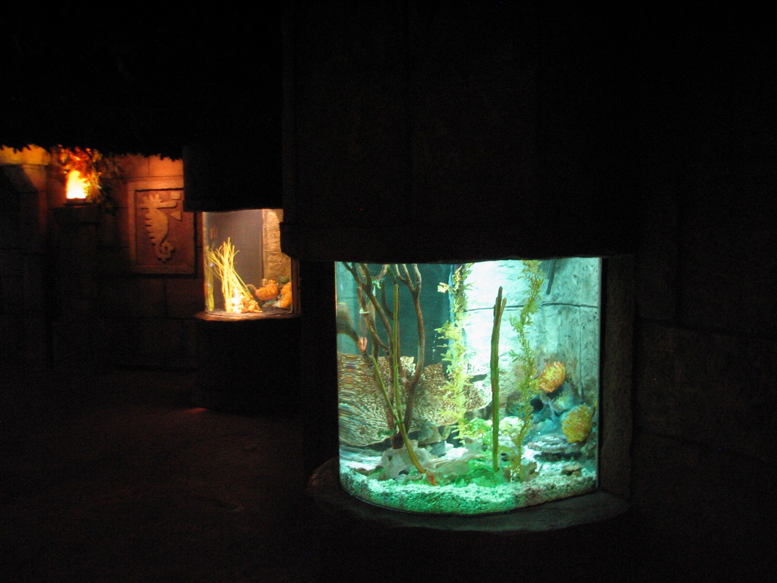 Seahorse Kingdom - Pacific and Longsnout Sea Horse Exhibits