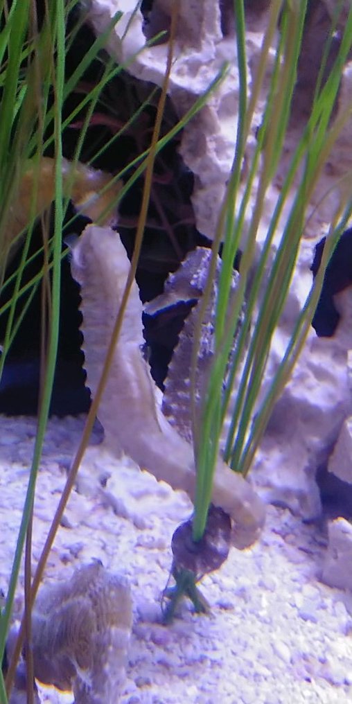 Seahorse love!