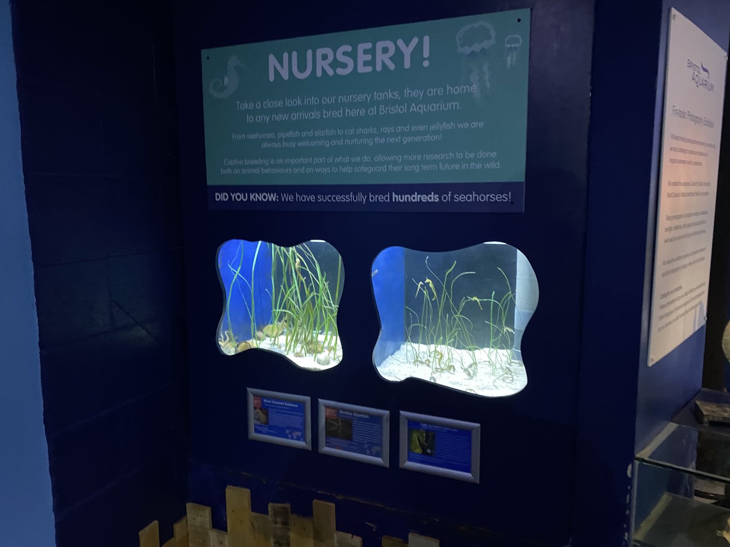 Seahorse Nursery 110223