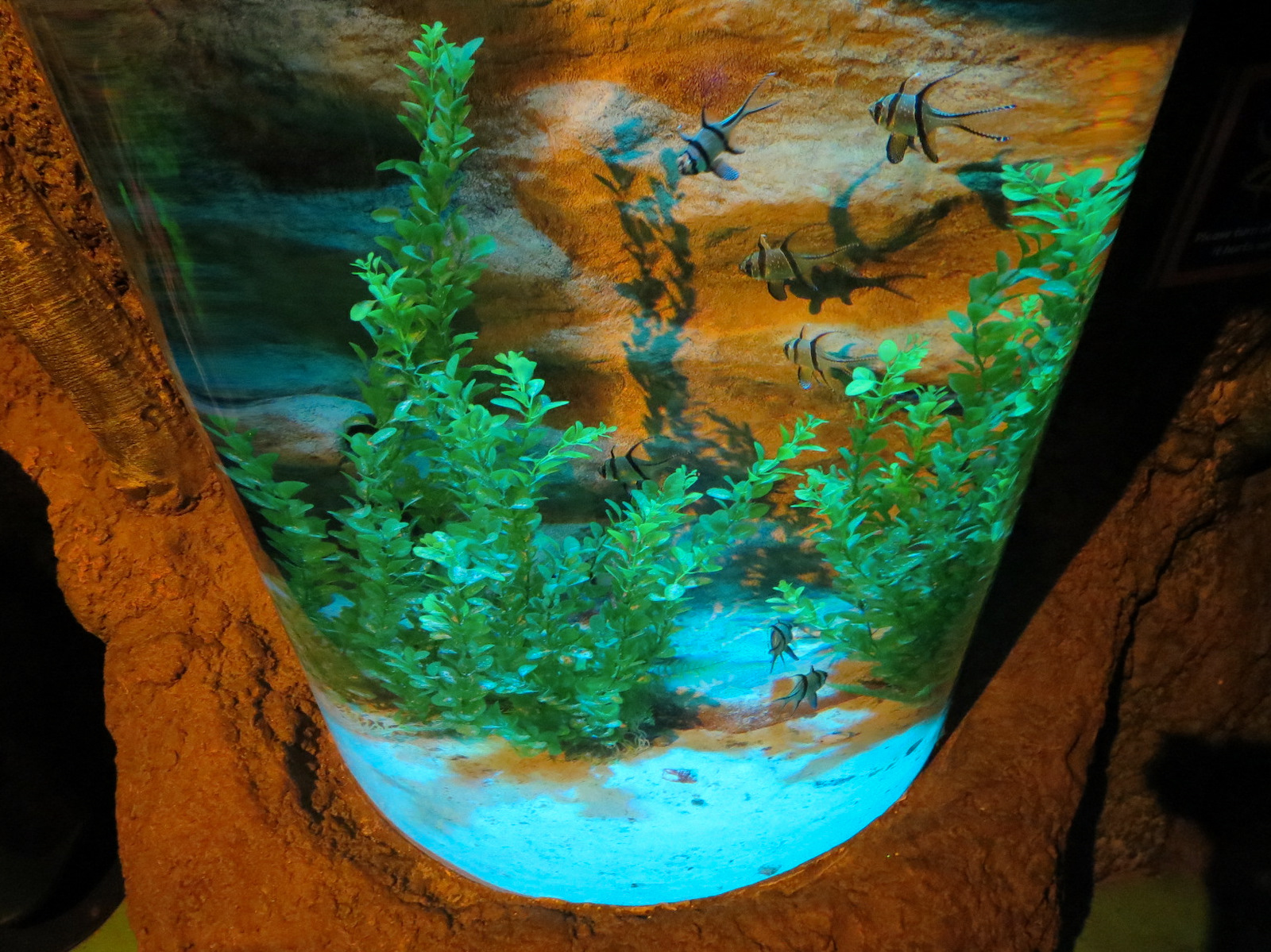 Seahorse Nursery Exhibits - Banggai Cardinalfish