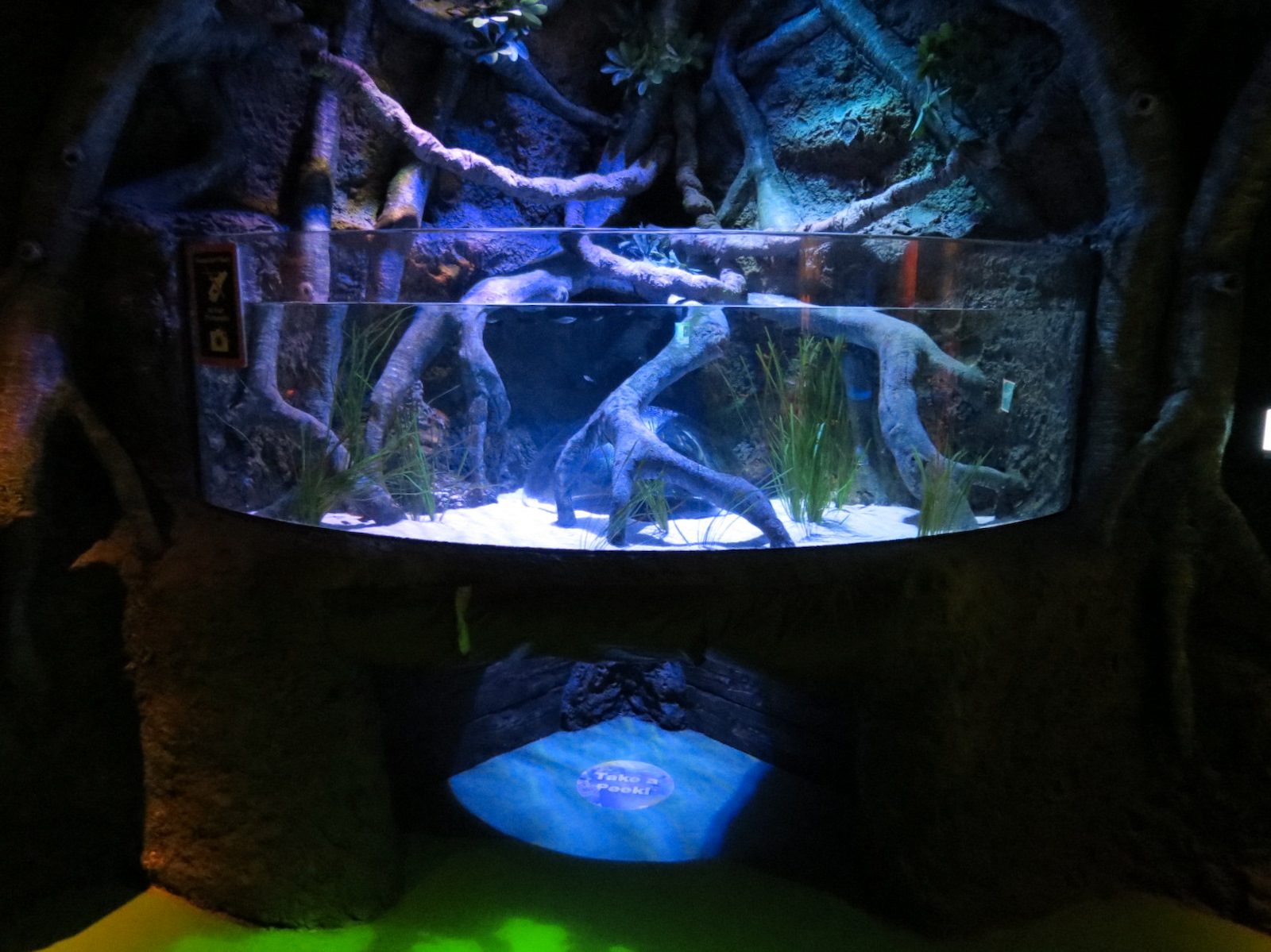 Seahorse Nursery Exhibits