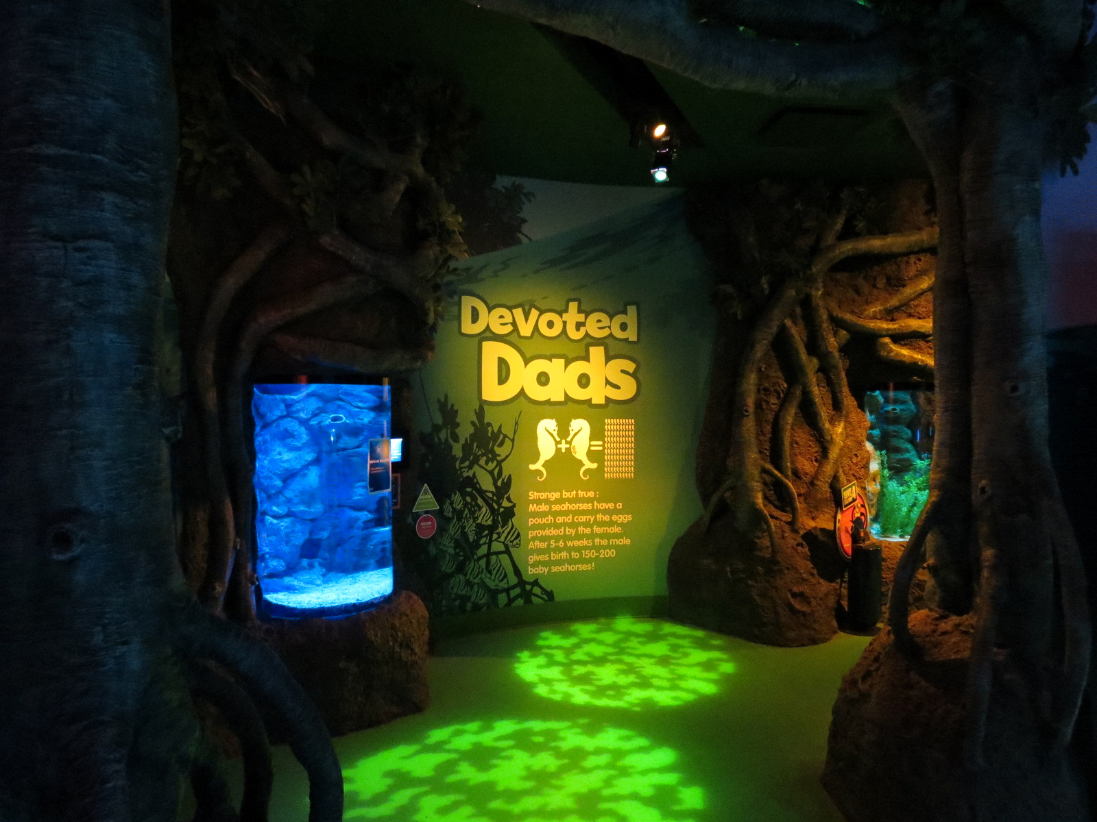 Seahorse Nursery Exhibits