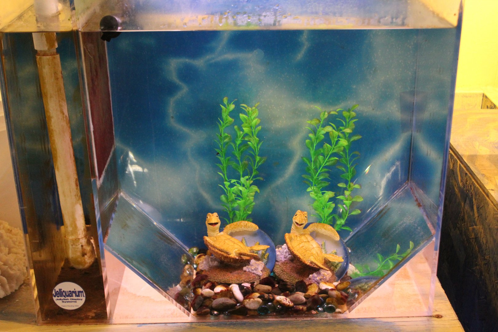 Seahorse Nursery Tank