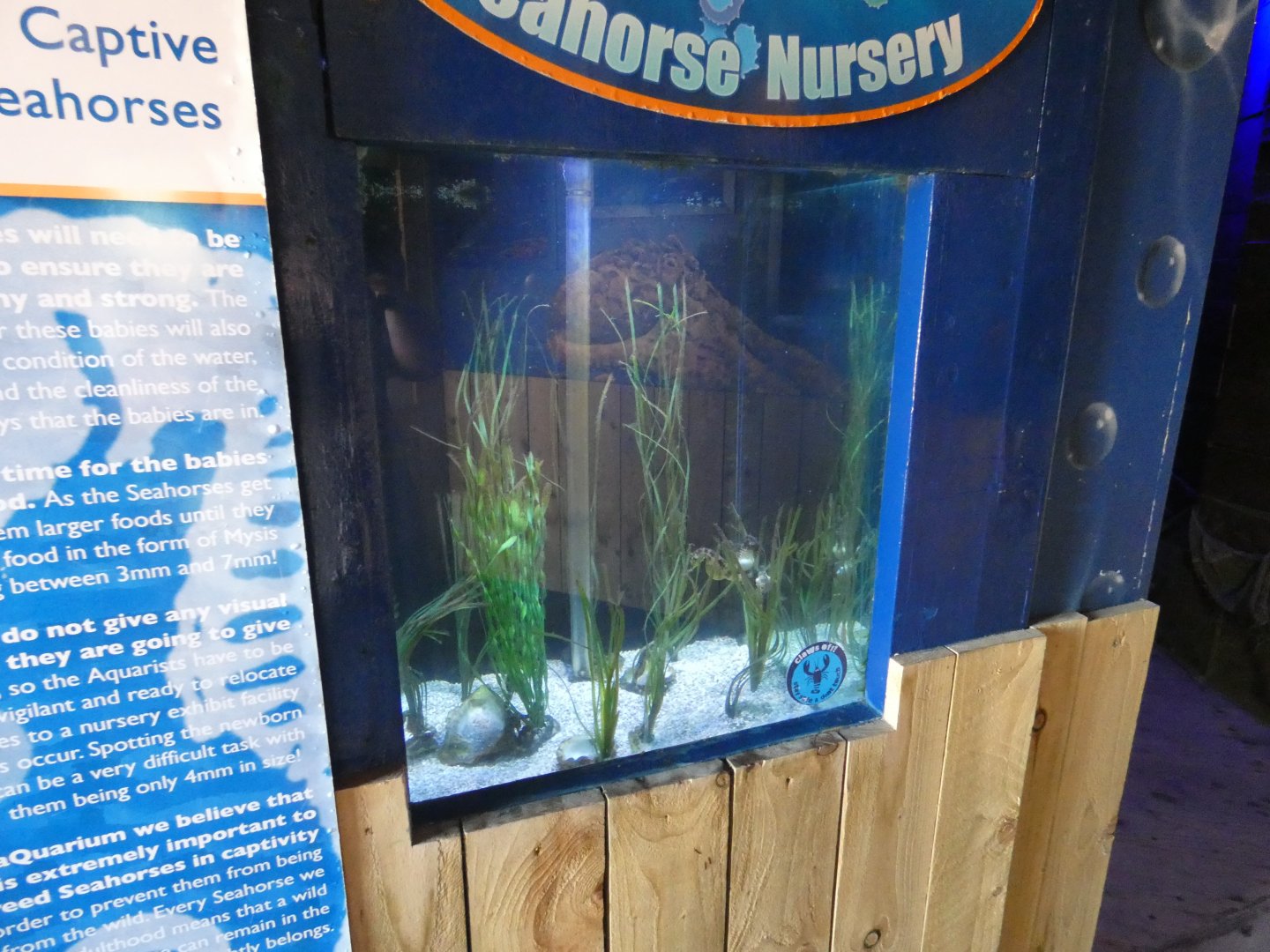 Seahorse Nursey