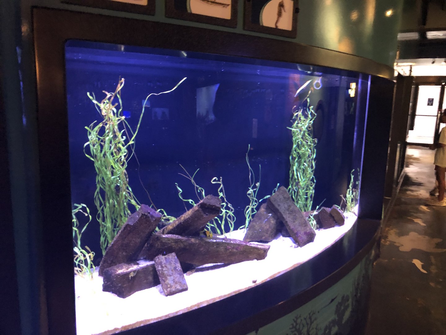 Seahorse & pipefishes seagrass tank