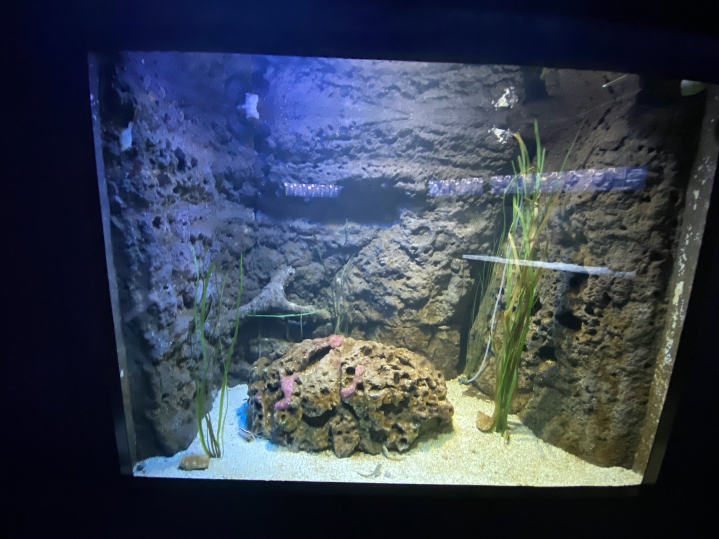 Seahorse, razor fish and pipefish aquarium