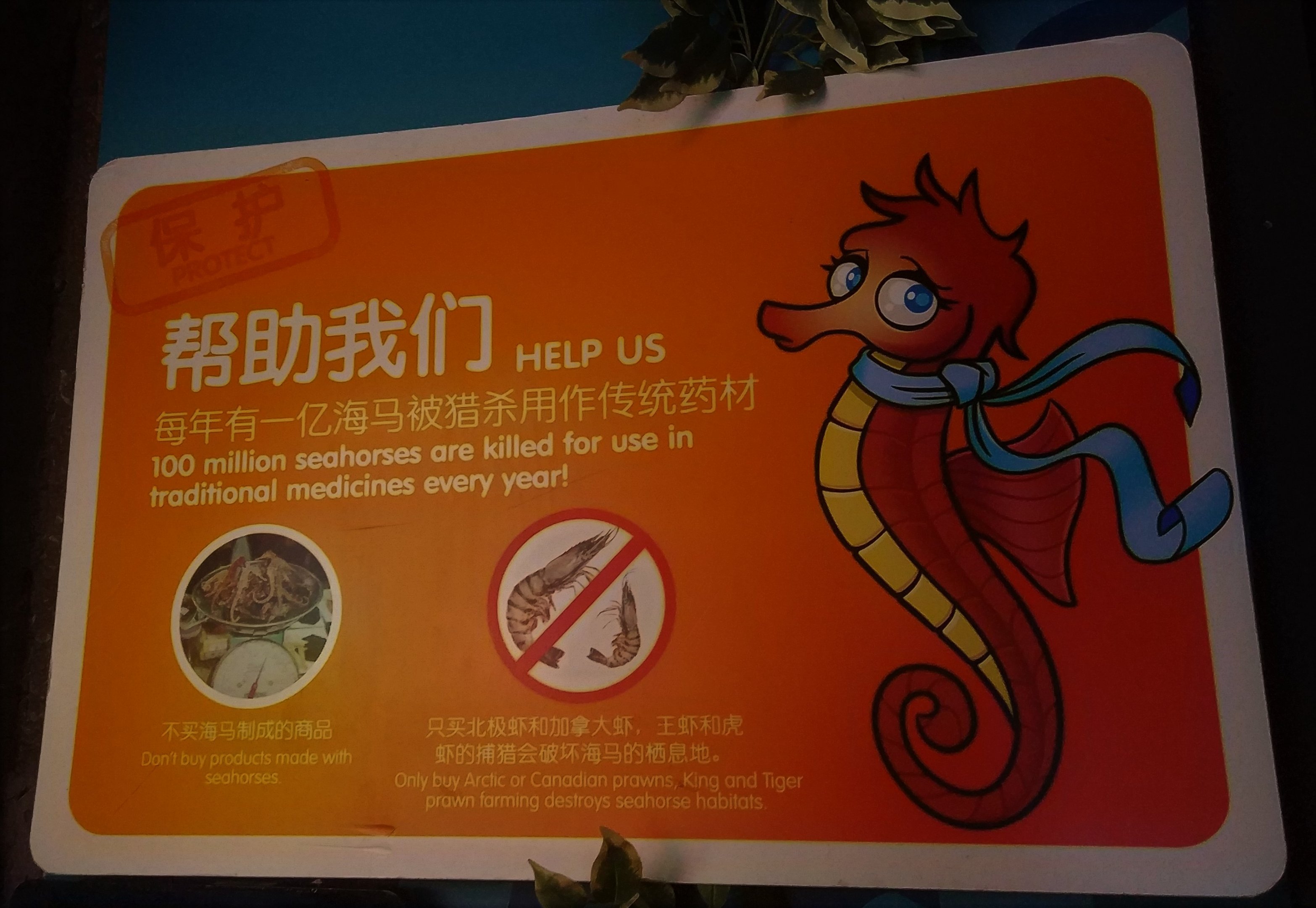 Seahorse Signage