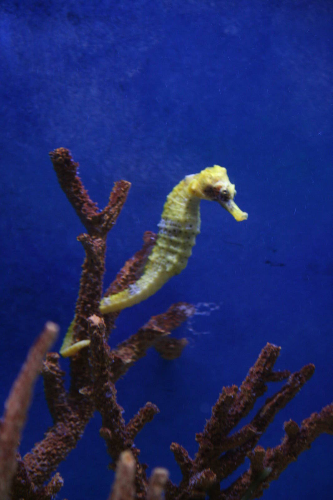 Seahorse sp?