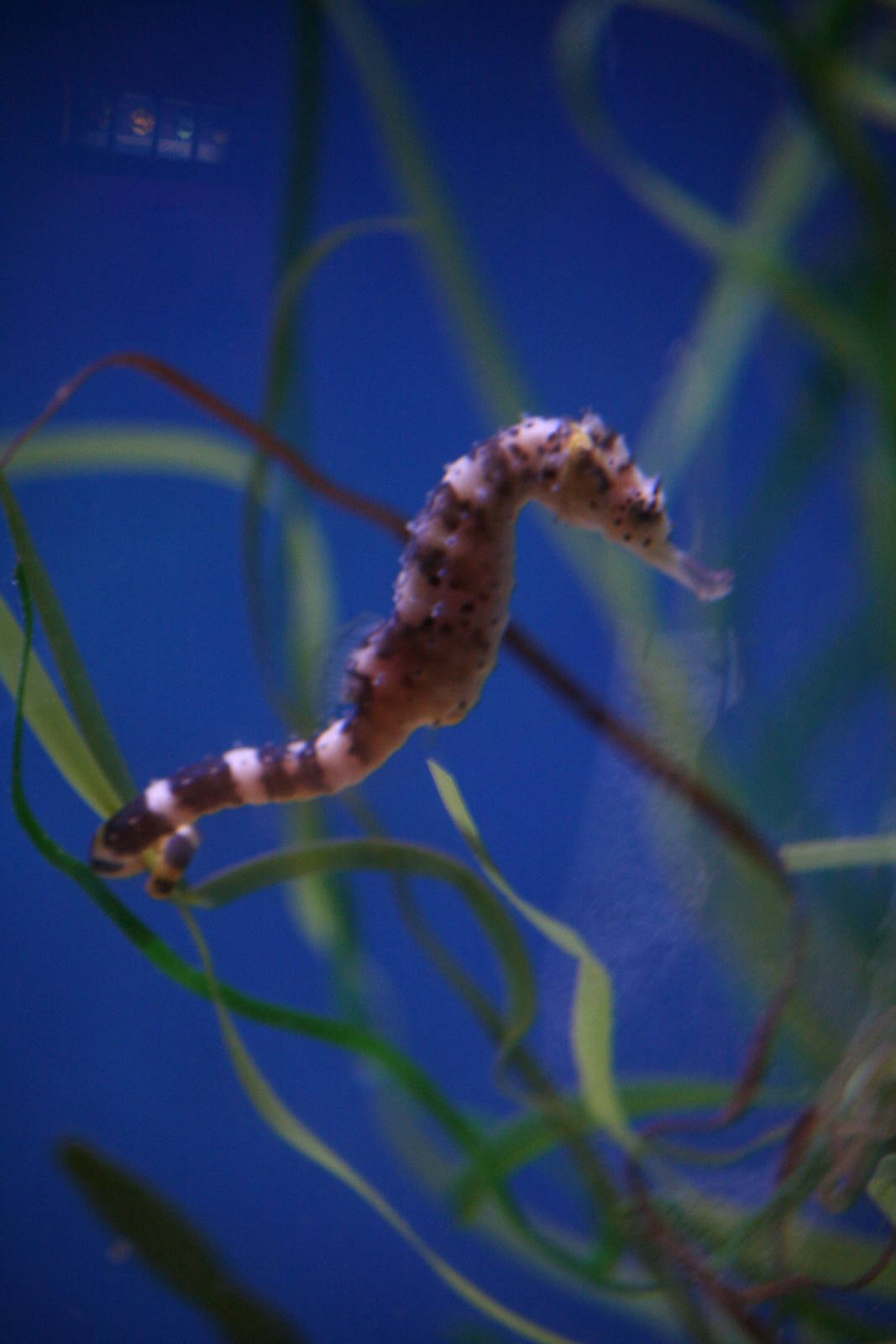 Seahorse sp?