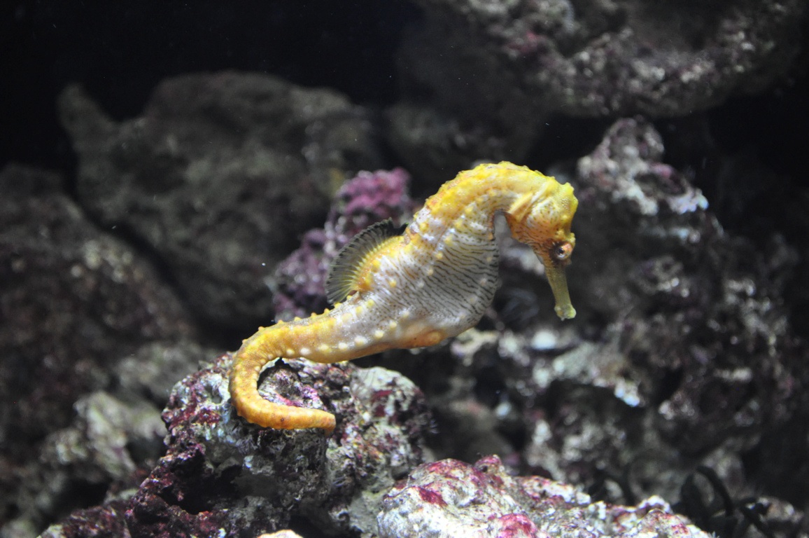 Seahorse (Sp?)