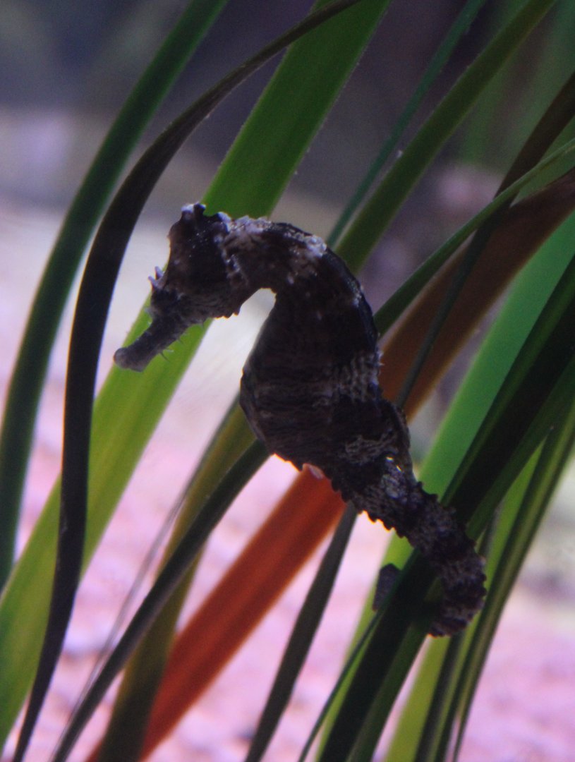 Seahorse species