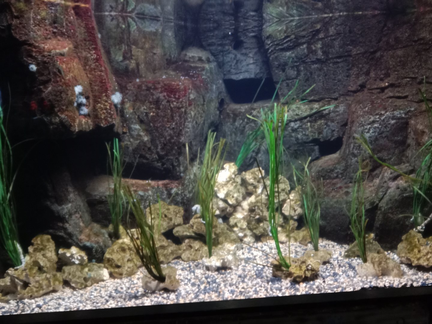 Seahorse Tank, 3.5.25