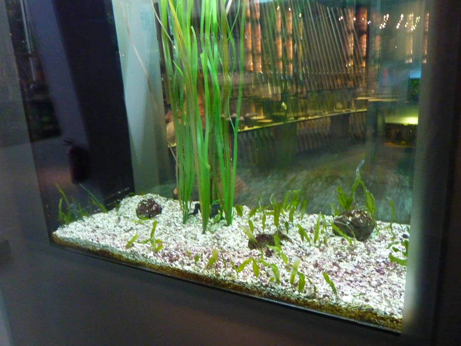 Seahorse tank, 7th April 2012.