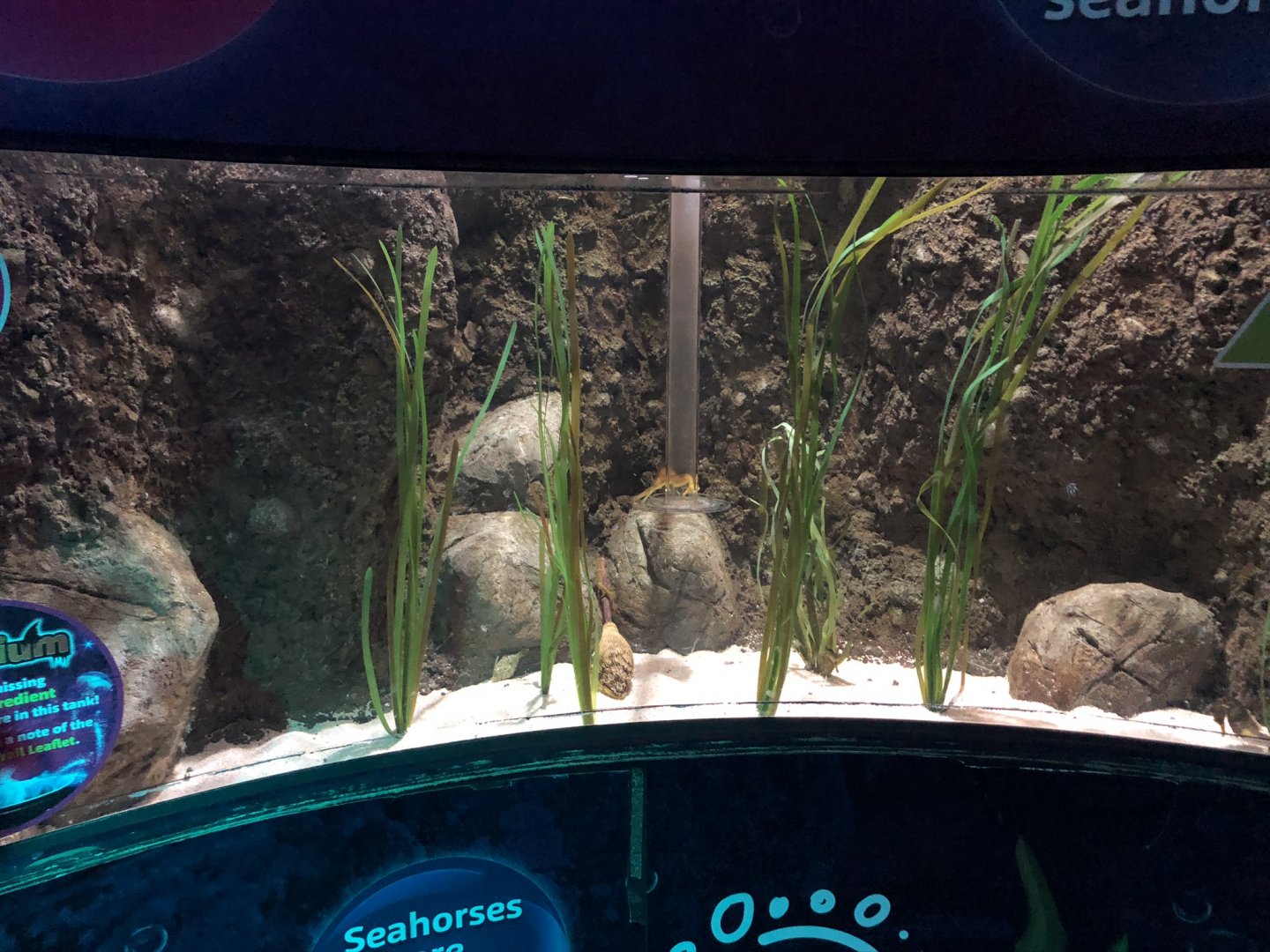 Seahorse Tank at SEA LIFE Blackpool (2019)