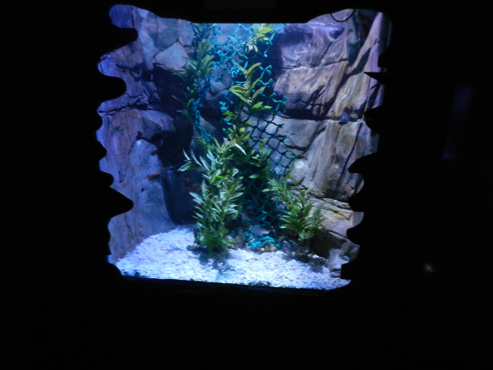 Seahorse Tank at SEA LIFE Scarborough - 26/08/2012