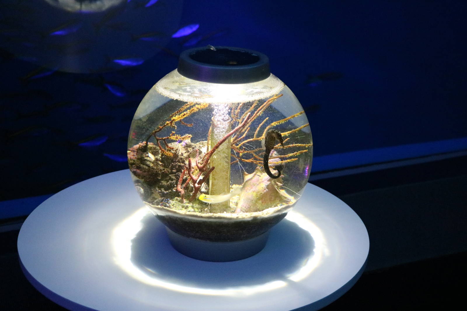 Seahorse tank, February 2016