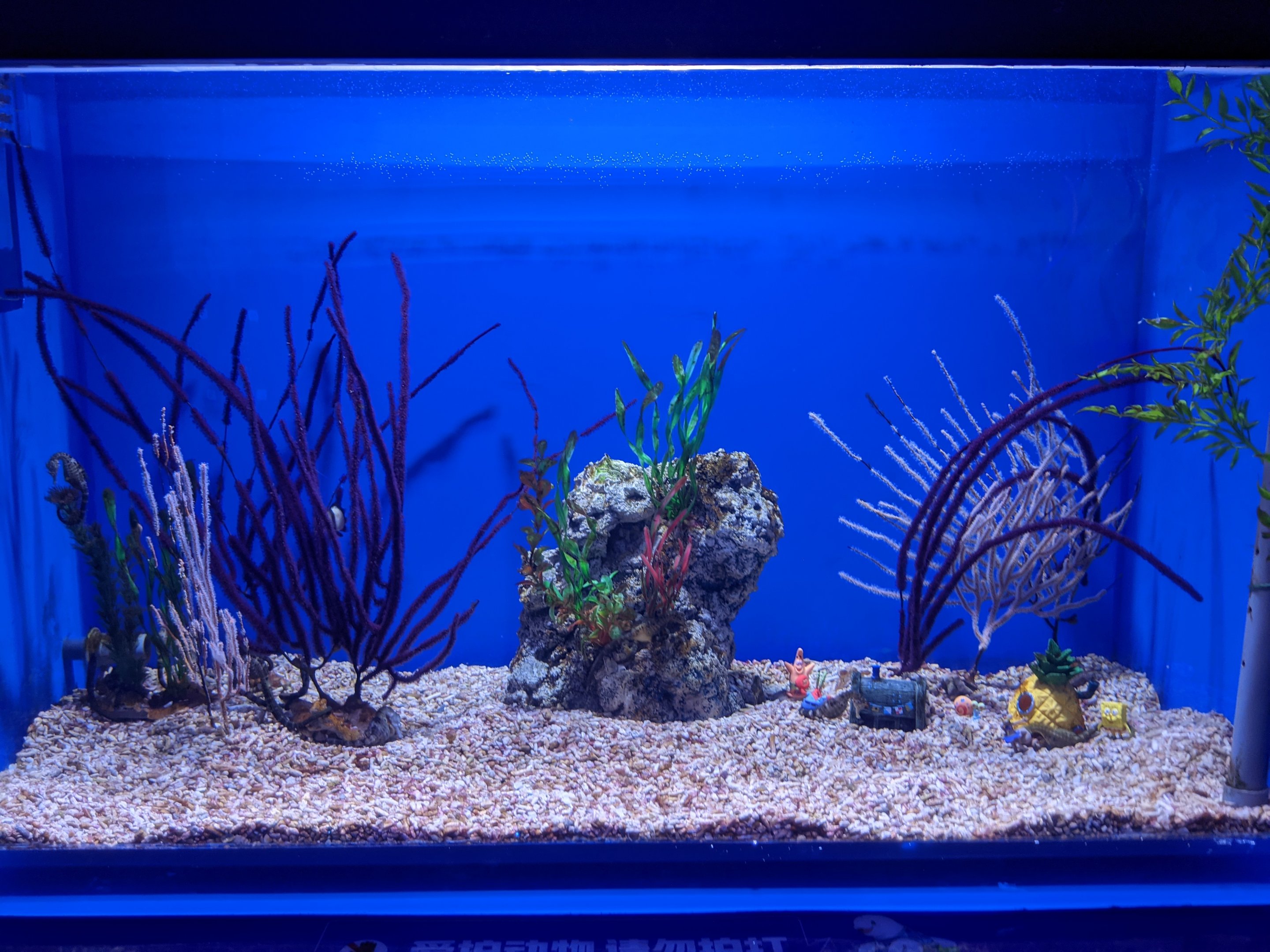 Seahorse tank - Ocean World (Guangzhou)