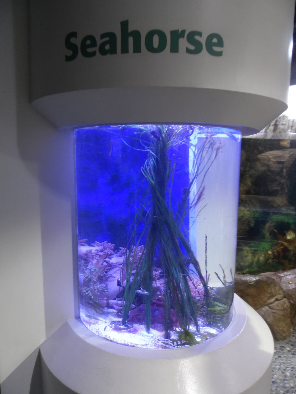 Seahorse Tank