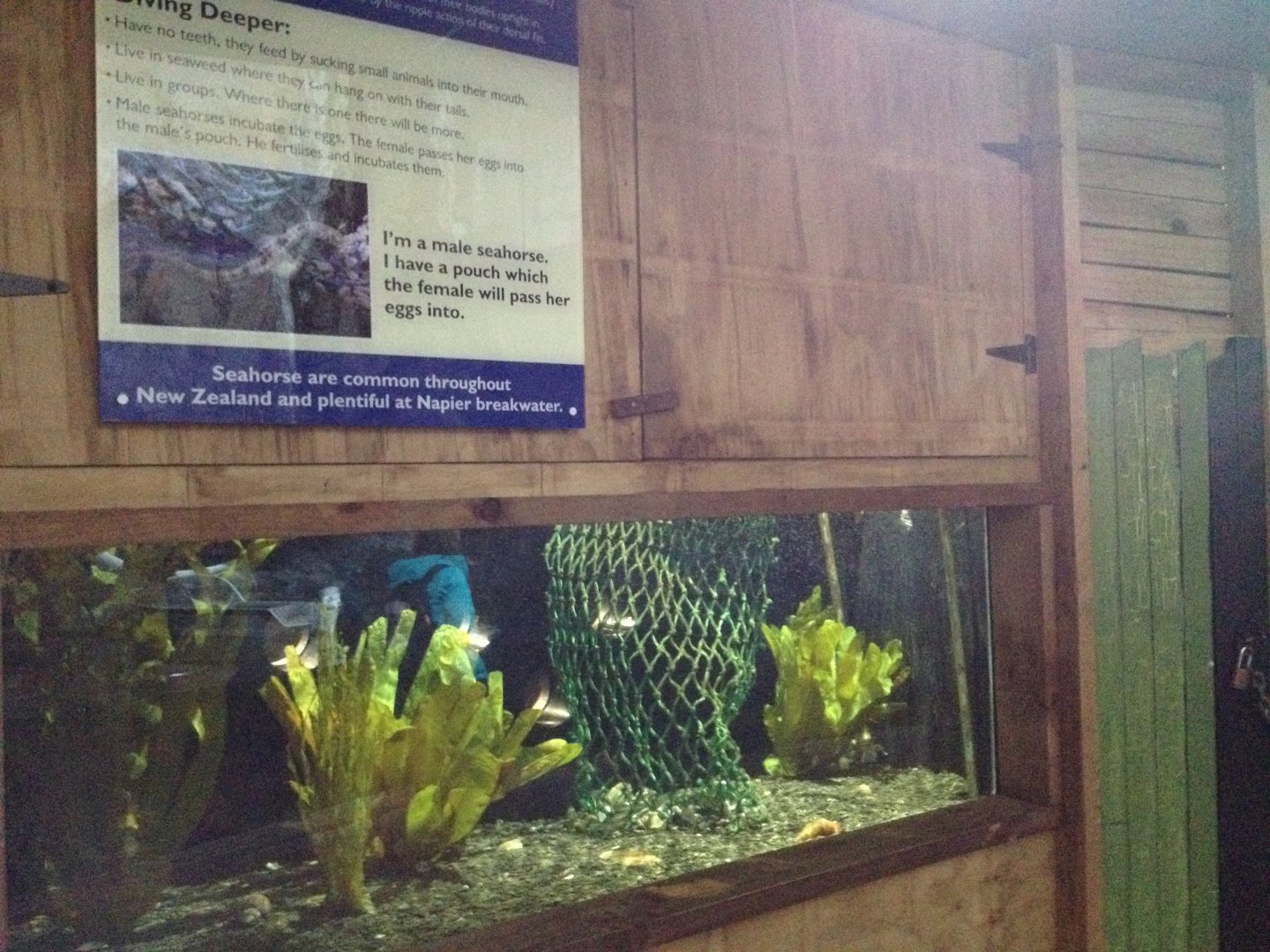 Seahorse tank