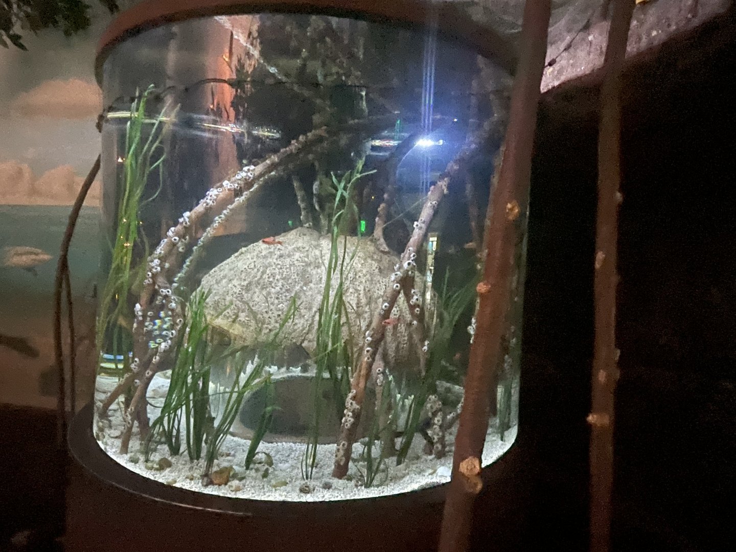 Seahorse Tank
