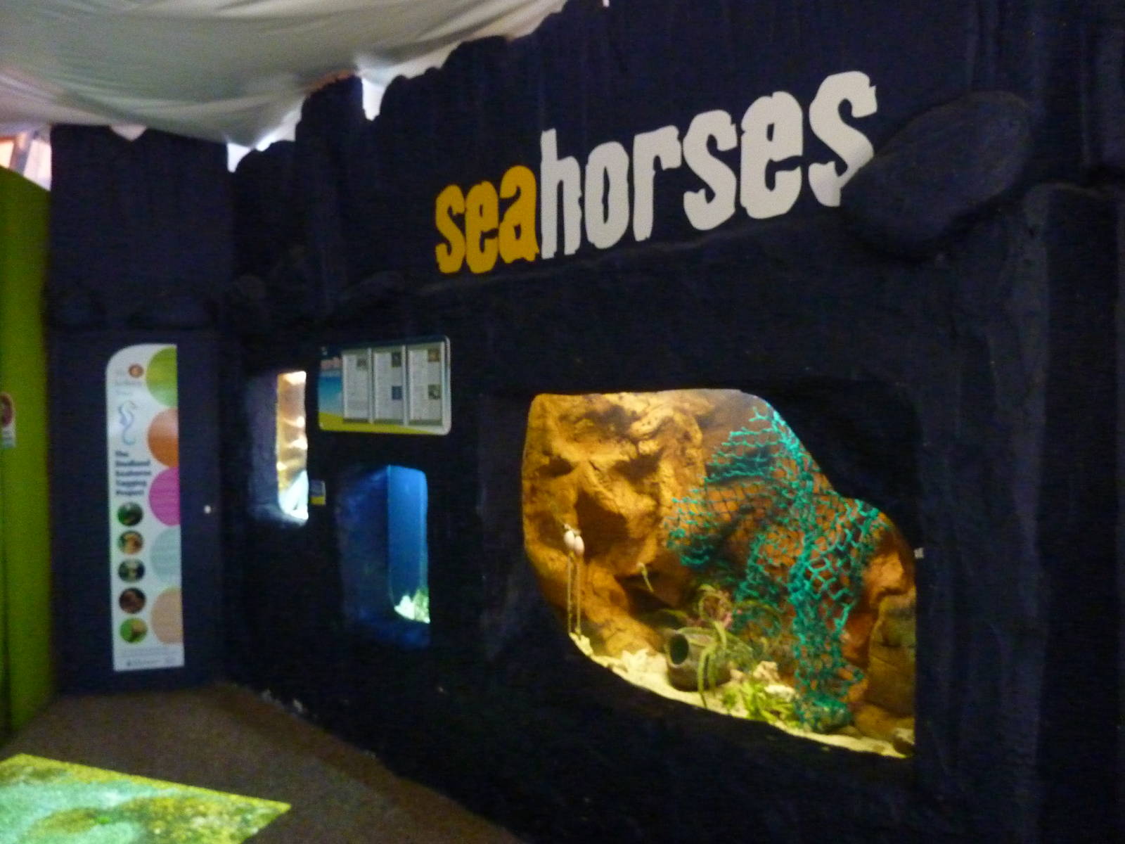 Seahorse tanks