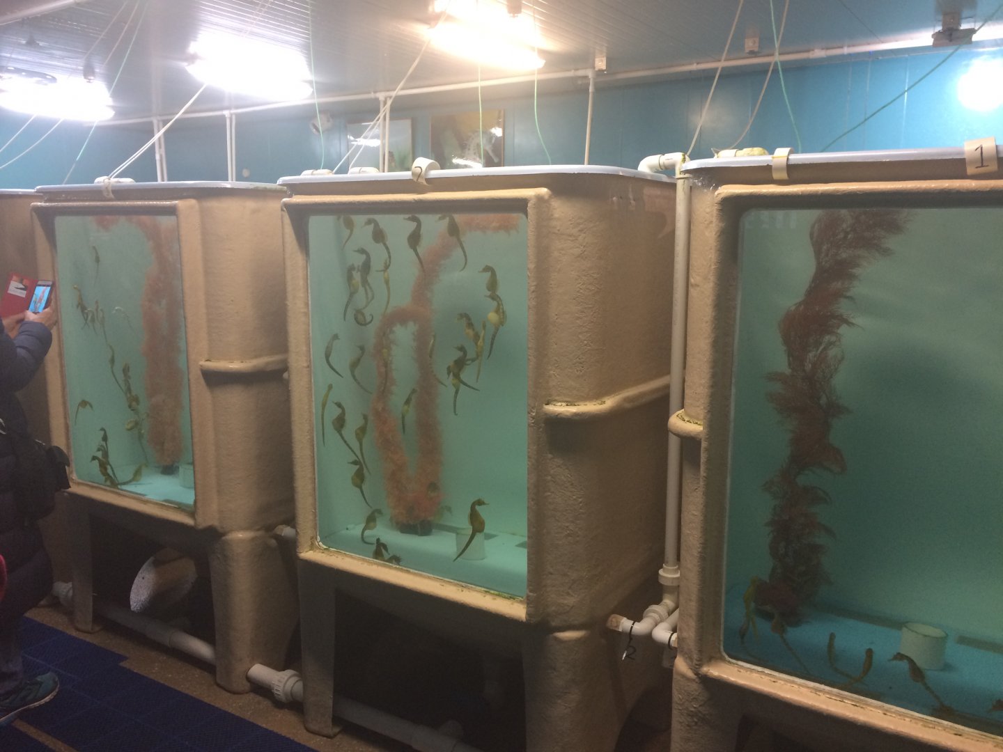Seahorse tanks