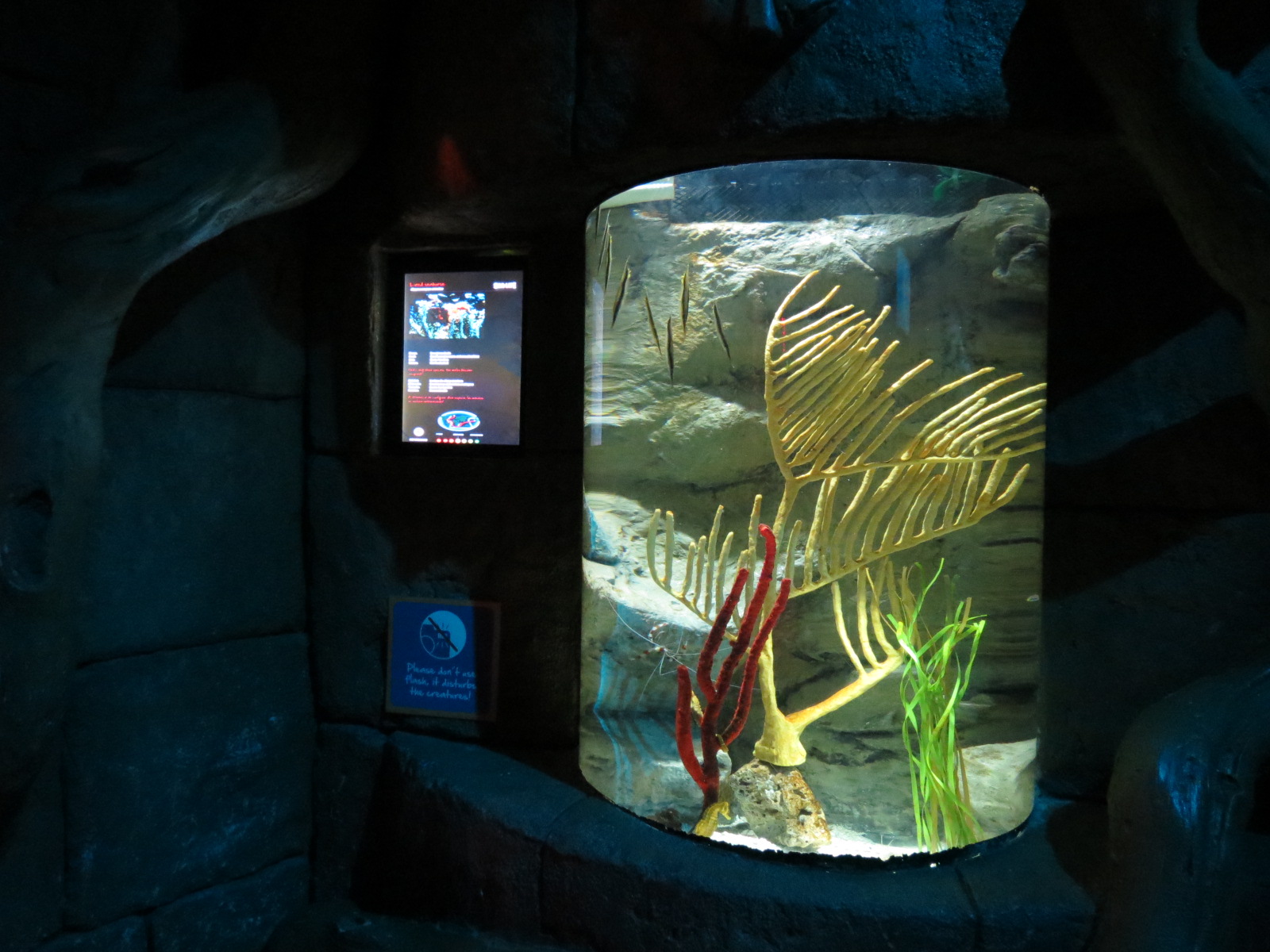 Seahorse Temple - First Tank