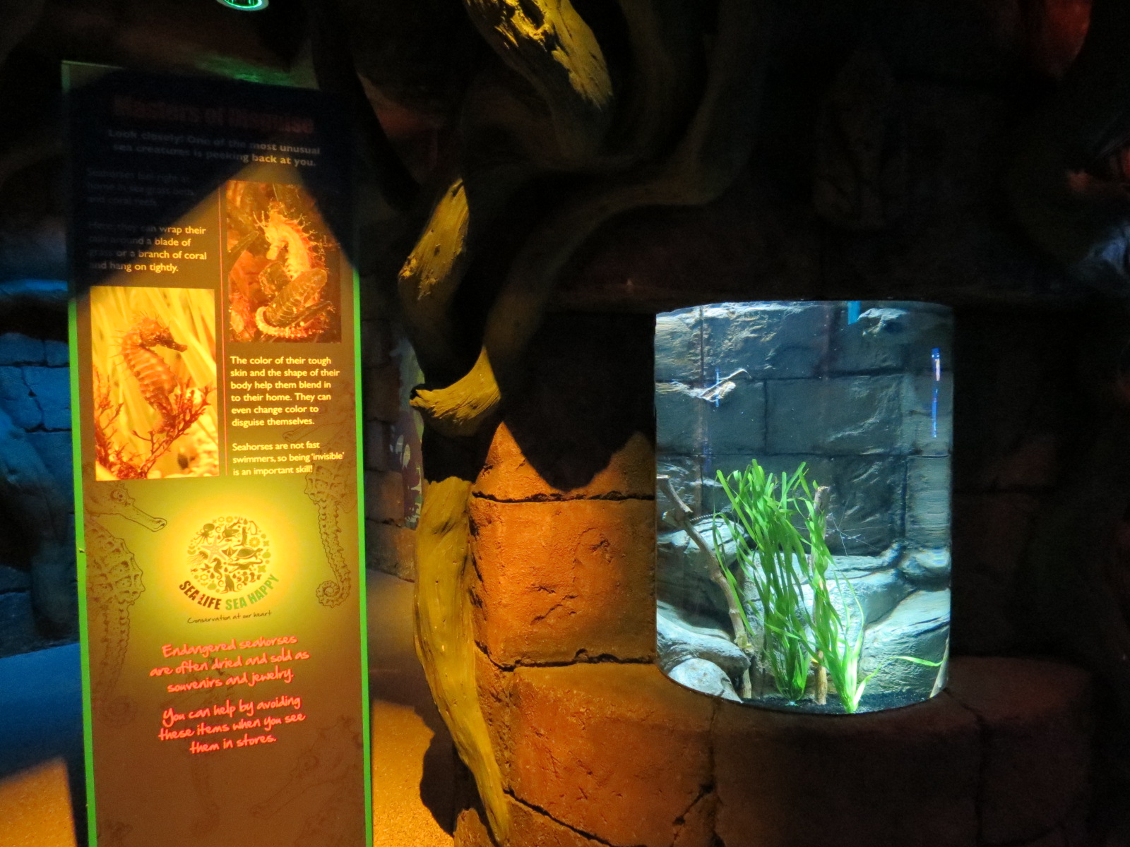 Seahorse Temple - Second Tank