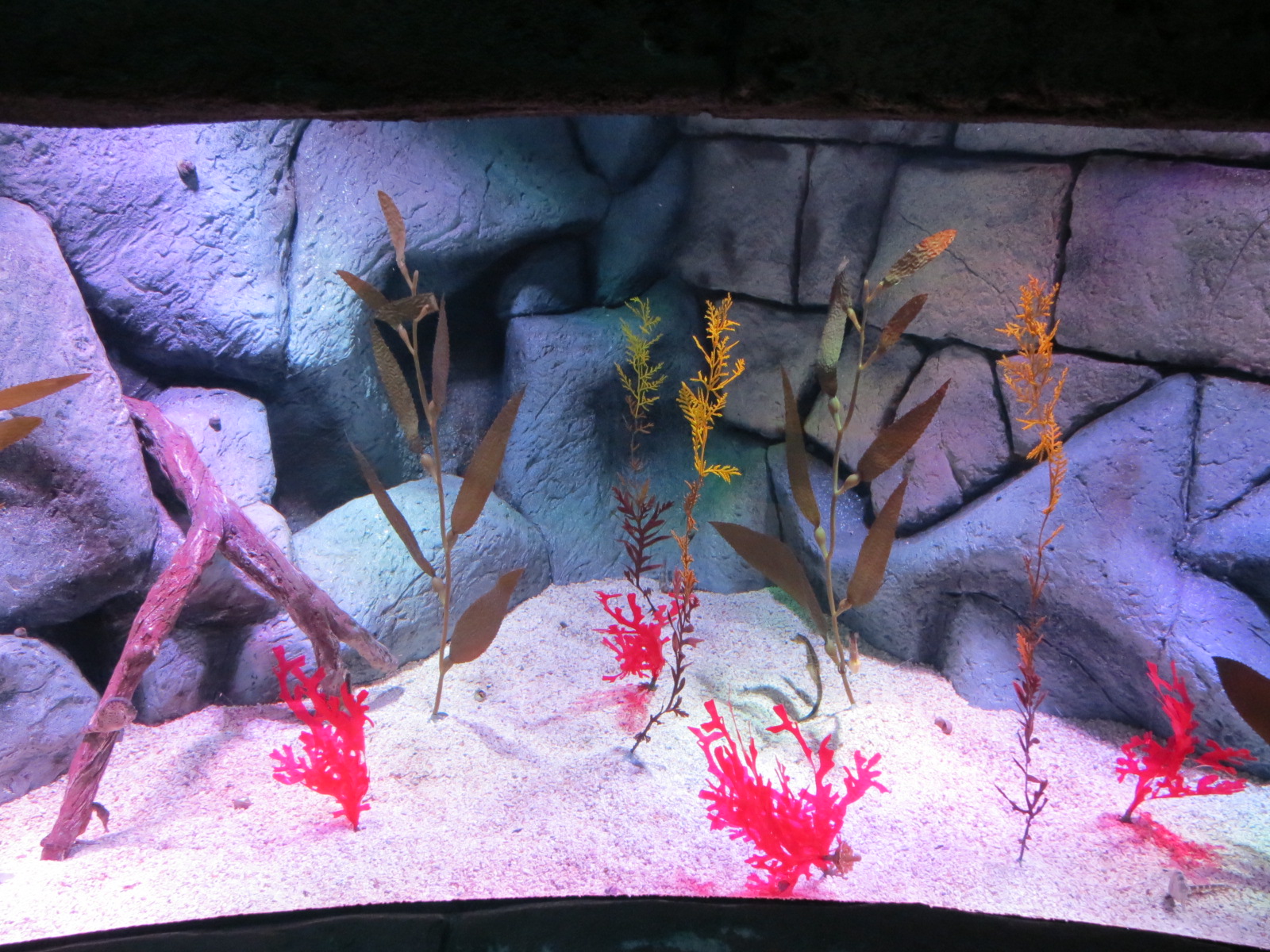 Seahorse Temple - Third Tank