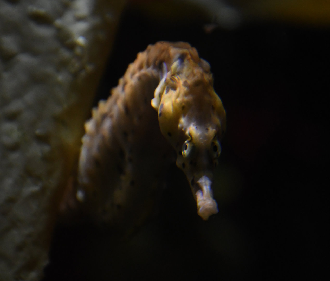 Seahorse - The Living Coast