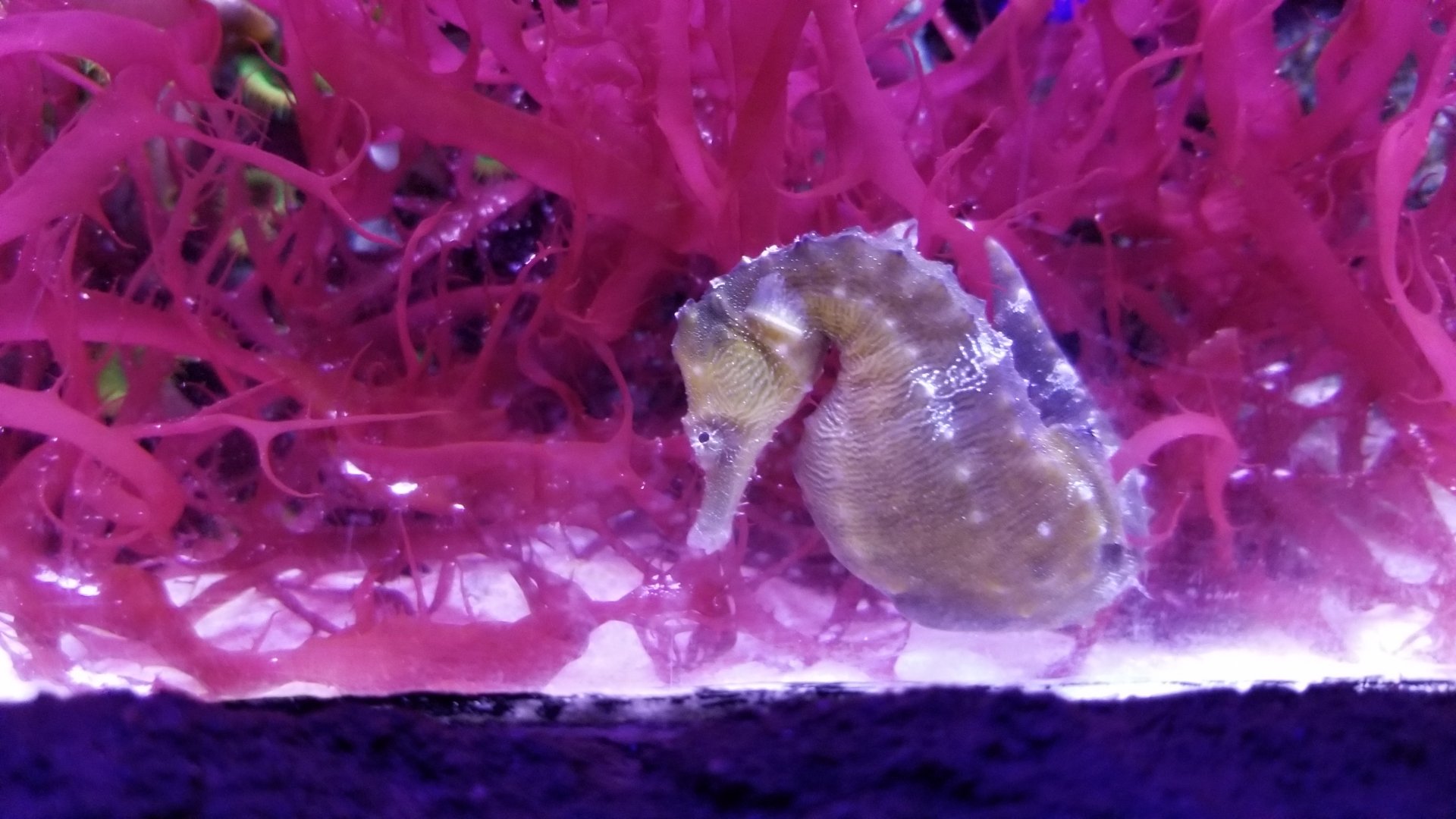 Seahorse, unlabeled