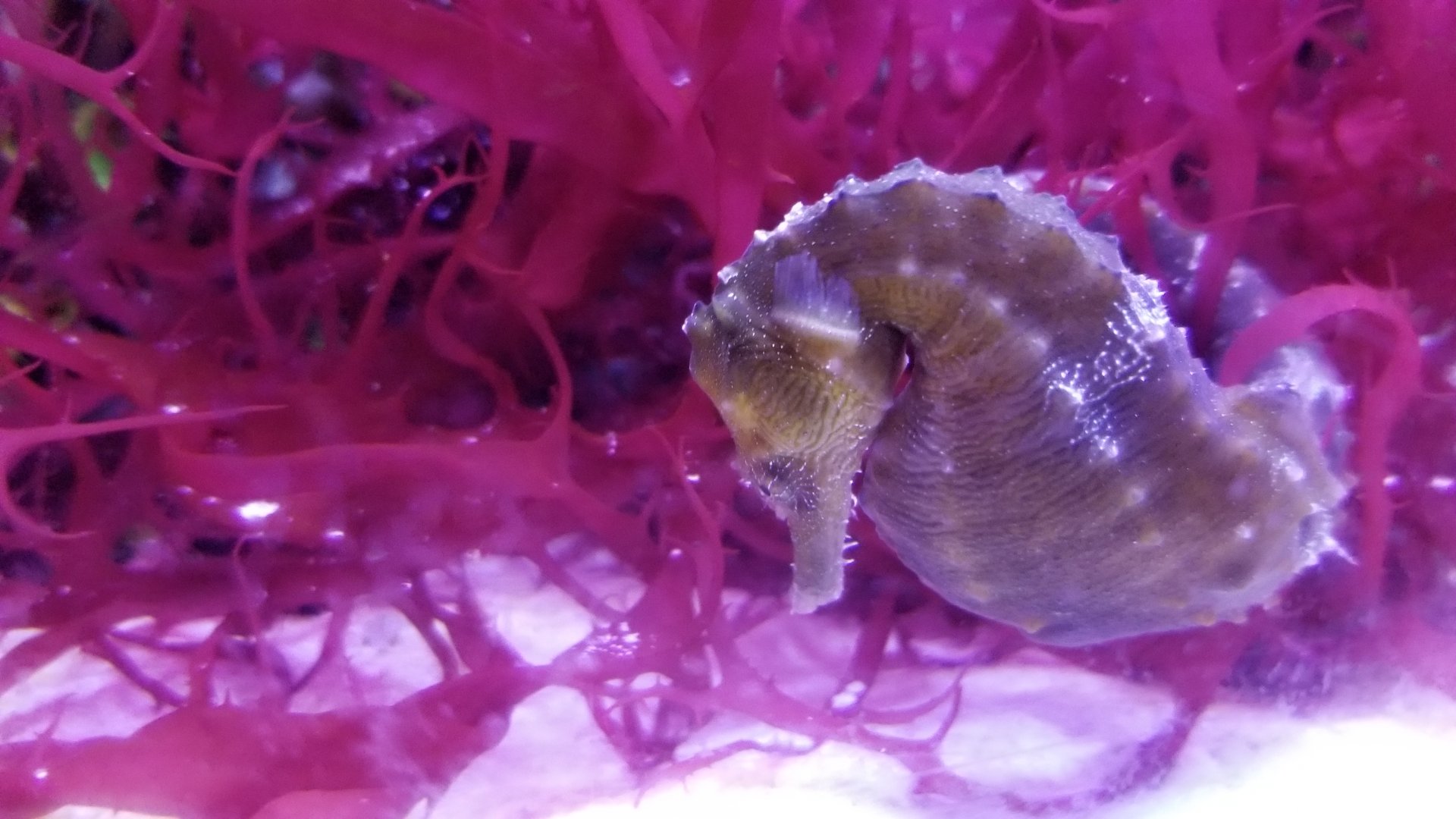 Seahorse, unlabeled