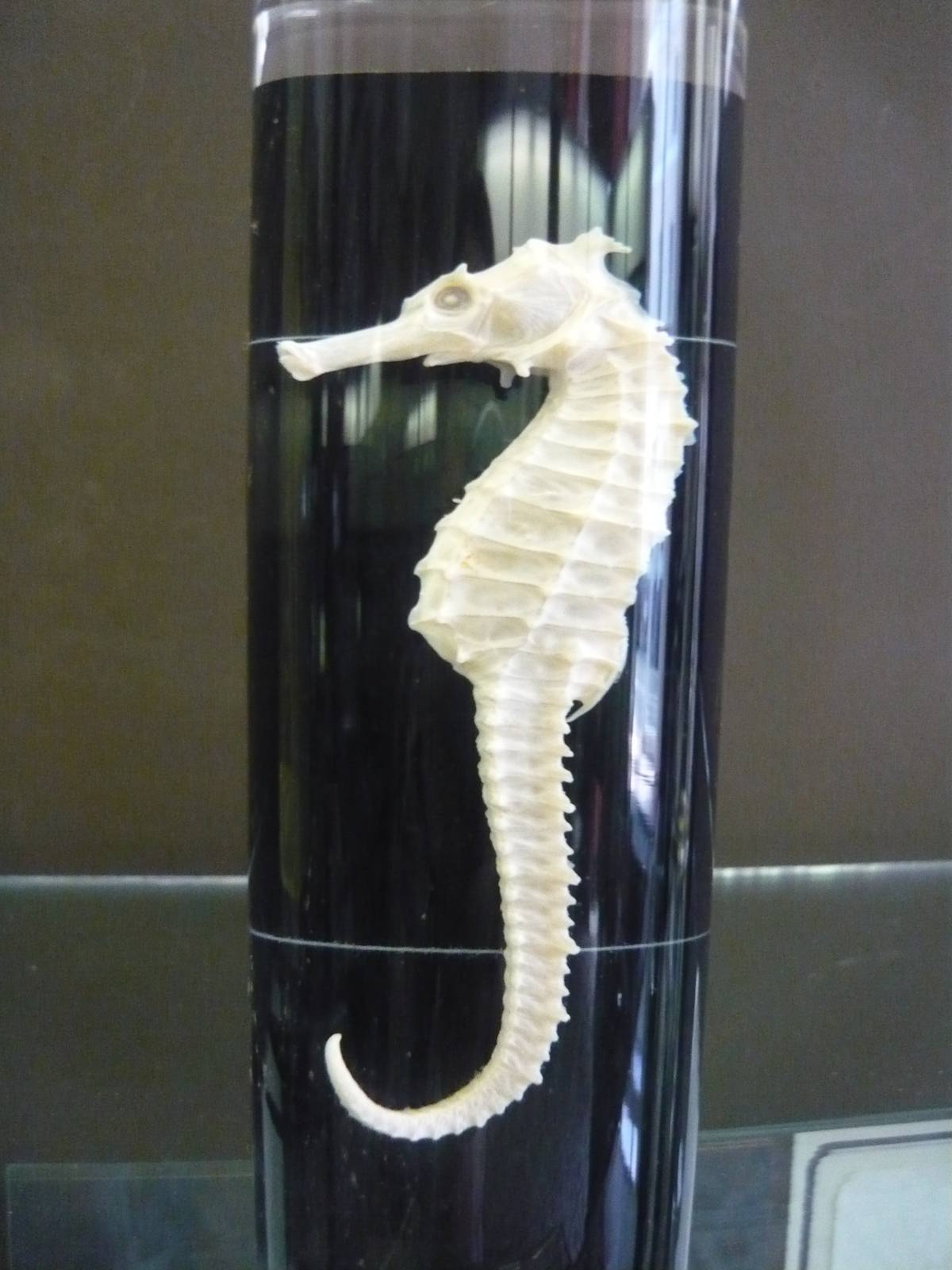 Seahorse wet specimen
