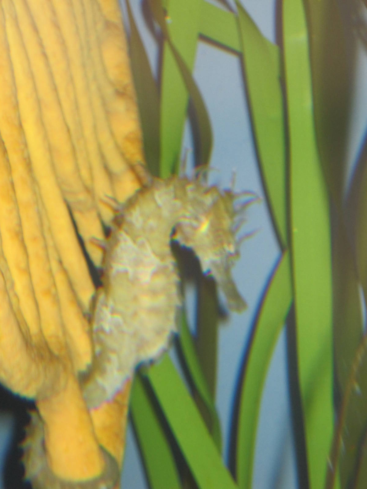 Seahorse