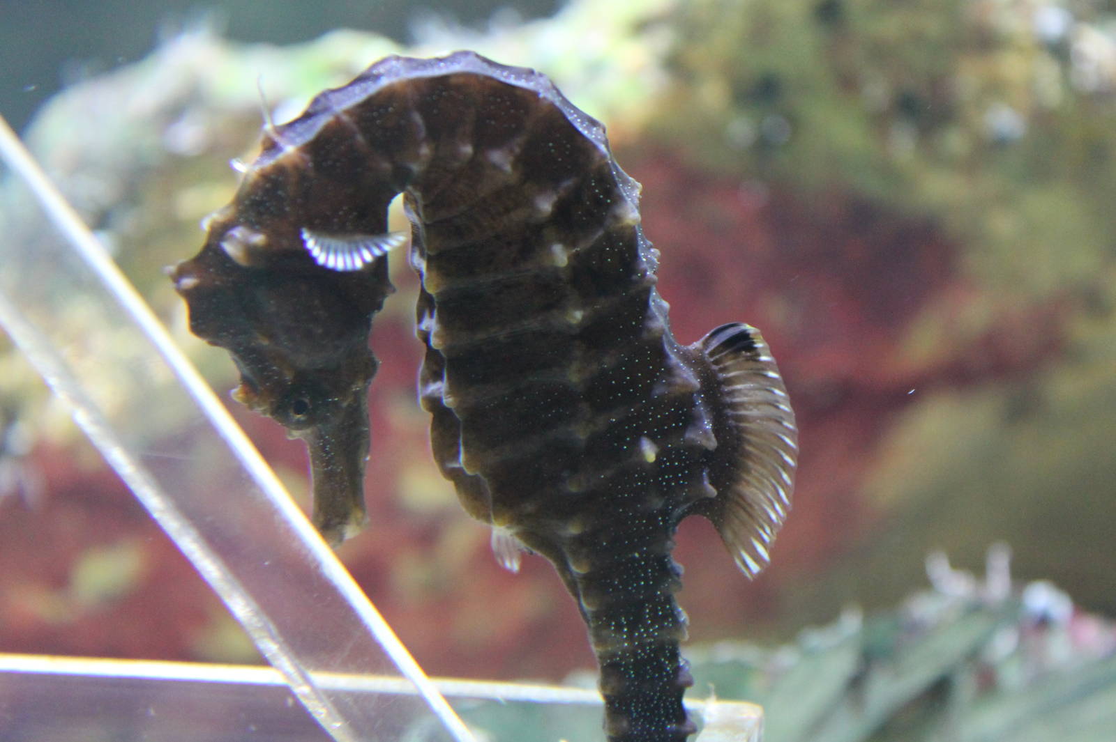 Seahorse