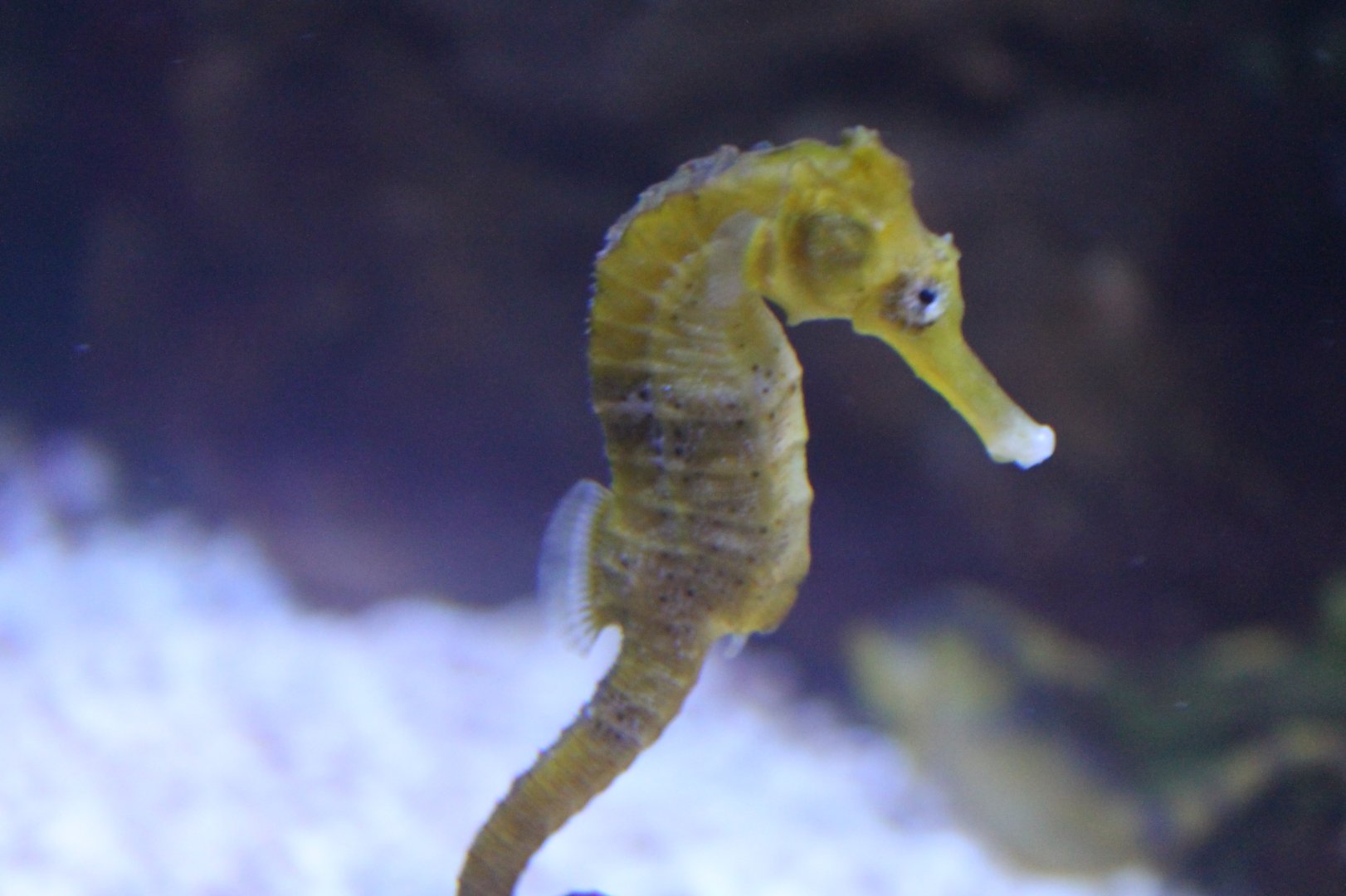 Seahorse