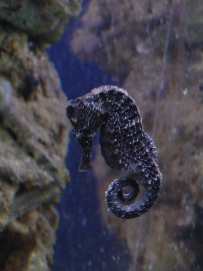 Seahorse