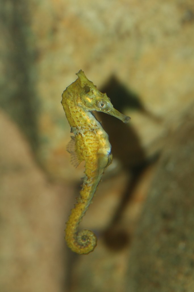 Seahorse