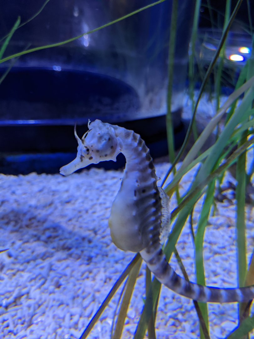Seahorse