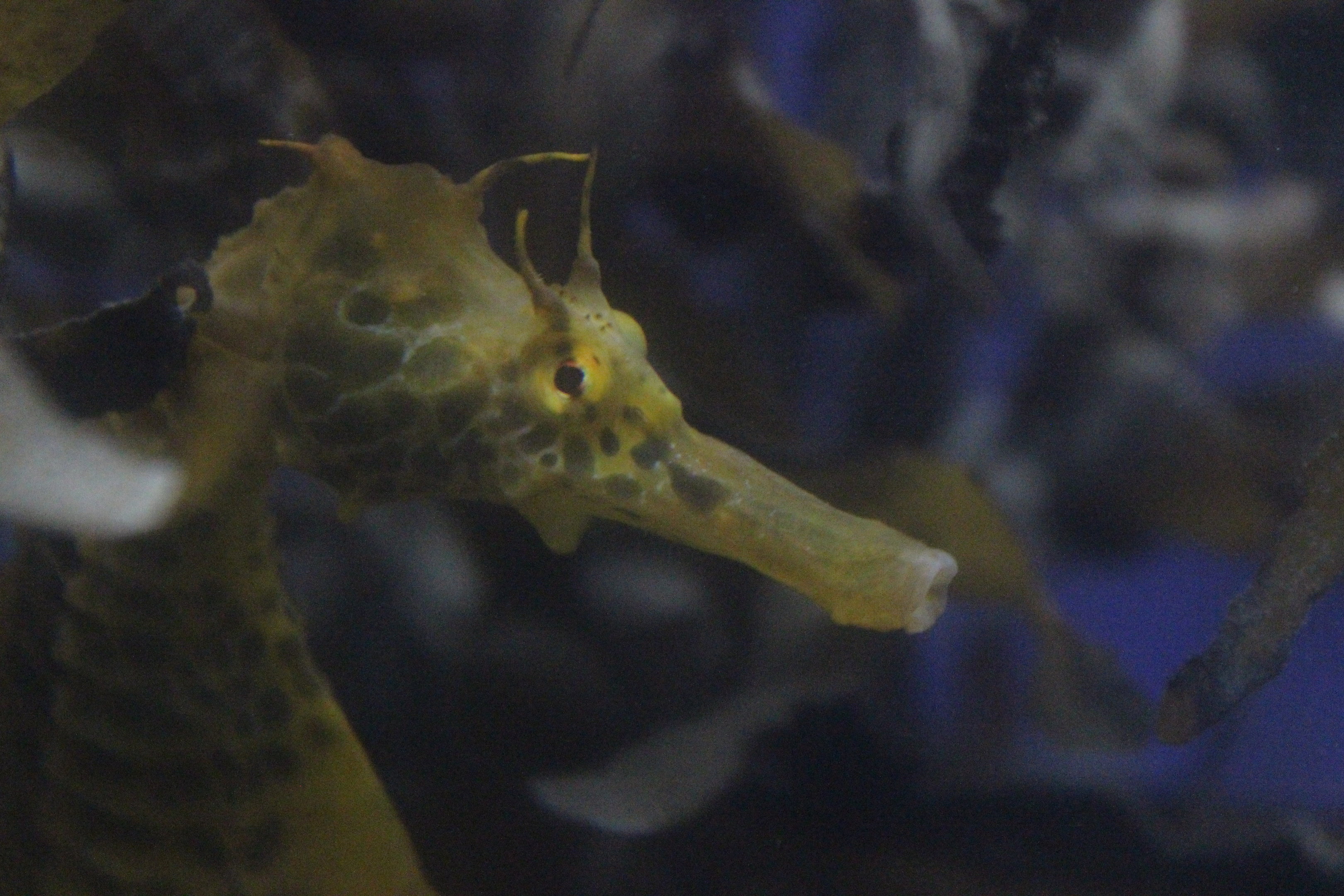 Seahorse