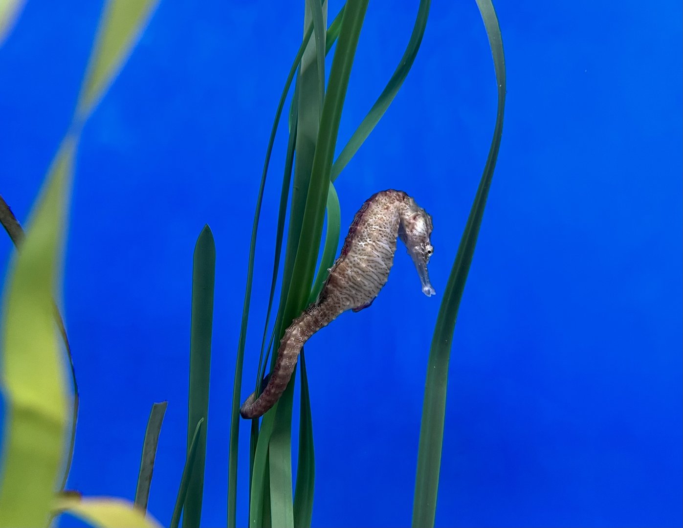 Seahorse