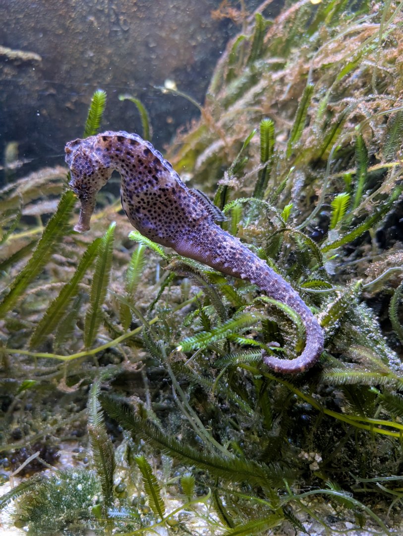 Seahorse