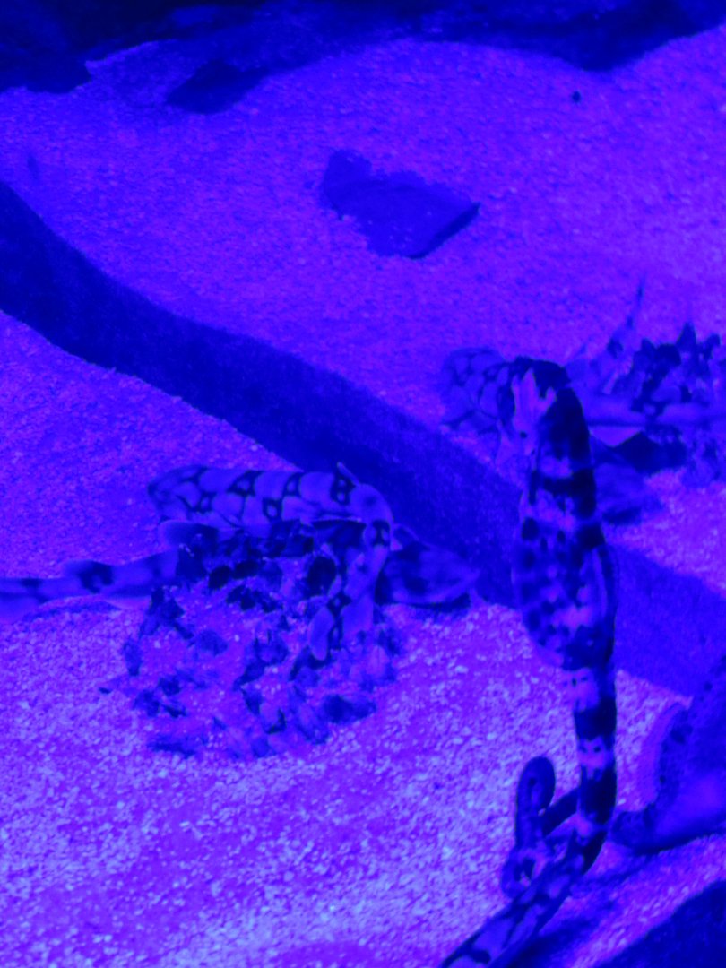 Seahorses Added to Chain Dogfish Exhibit